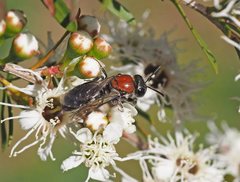 Euryglossa ephippiata
