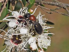 Euryglossa ephippiata