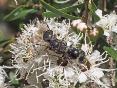 Euryglossa ephippiata
