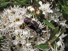 Euryglossa ephippiata
