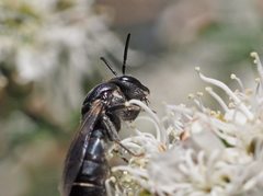 Euryglossa ephippiata