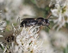 Euryglossa ephippiata