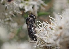 Euryglossa ephippiata