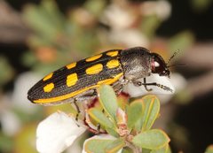 Castiarina xanthopilosa