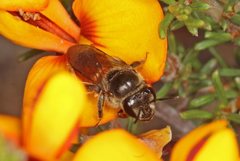 Euryglossa adelaidae