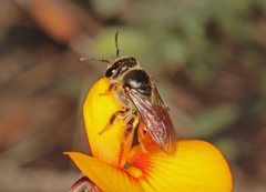 Euryglossa adelaidae