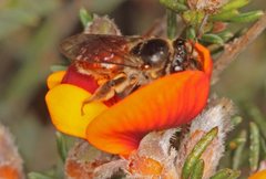 Euryglossa adelaidae