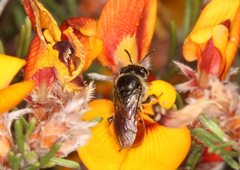 Euryglossa adelaidae