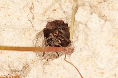 Tasmanicosa godeffroyi