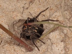 Tasmanicosa godeffroyi