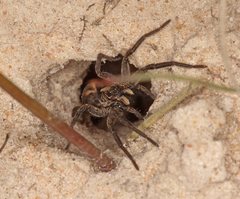 Tasmanicosa godeffroyi