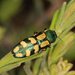 Castiarina malleeana - Photo (c) Linda Rogan EntSocVic, some rights reserved (CC BY-NC-SA), uploaded by Linda Rogan EntSocVic