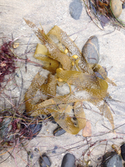 Macrocystis pyrifera