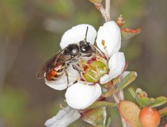 Euryglossa adelaidae