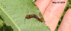 Cantharis soeulensis