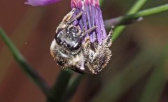 Leioproctus maculatus