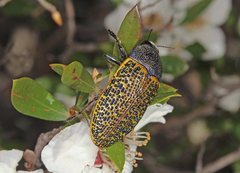 Stigmodera macularia