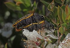 Stigmodera macularia