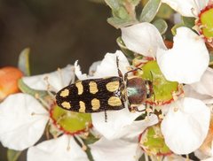 Castiarina decemmaculata