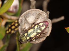 Castiarina parallela