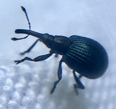 Holotrichapion pisi
