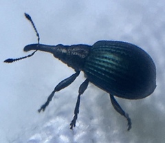 Holotrichapion pisi