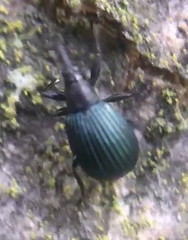 Holotrichapion pisi
