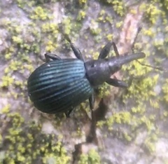 Holotrichapion pisi