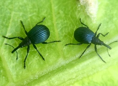 Holotrichapion pisi