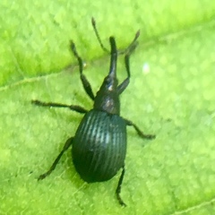 Holotrichapion pisi