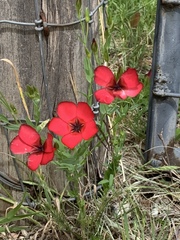 Linum grandiflorum