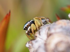 Maratus hesperus