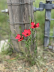 Linum grandiflorum