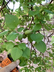 Prunus fremontii
