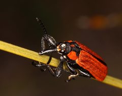 Rhinotia haemoptera