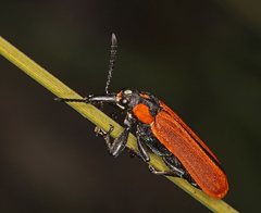 Rhinotia haemoptera