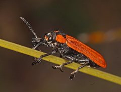 Rhinotia haemoptera