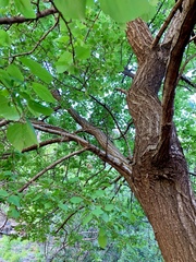 Prunus fremontii
