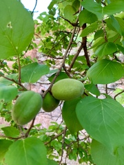 Prunus fremontii