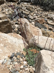 Penstemon scapoides