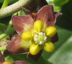 Pentarrhinum insipidum