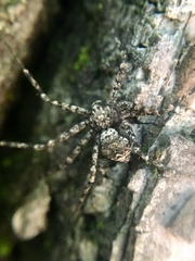 Philodromus