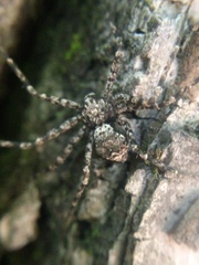Philodromus