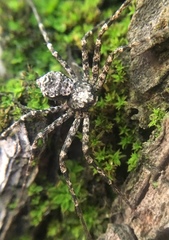 Philodromus