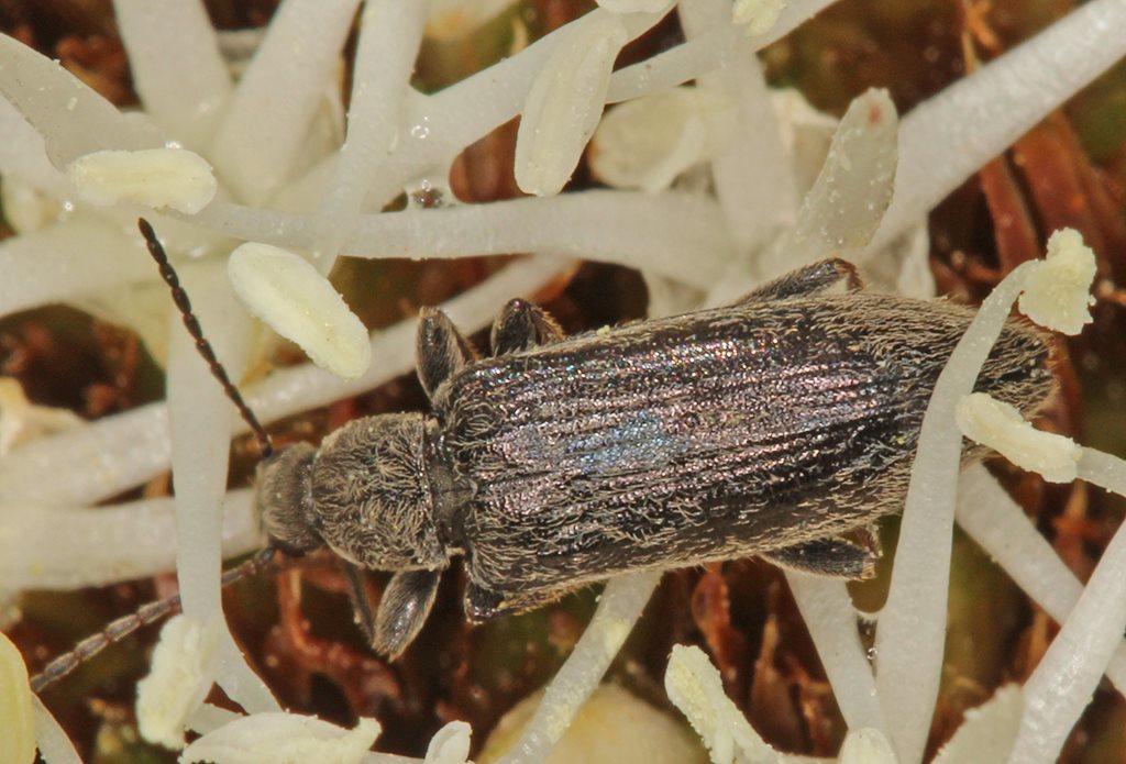 Lepturidea unicolor