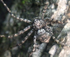 Philodromus