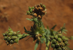 Osteospermum muricatum