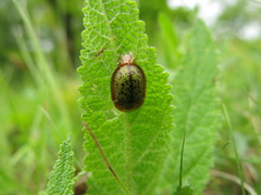 Cassida canaliculata