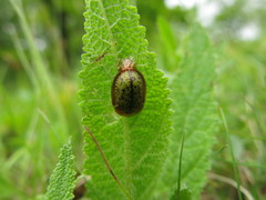 Cassida canaliculata
