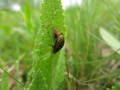 Cassida canaliculata
